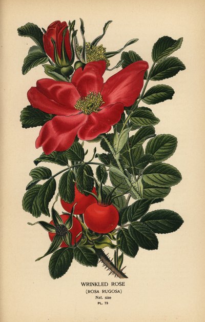 Skrynklig ros, Rosa rugosa. av Désiré Georges Jean Marie Bois