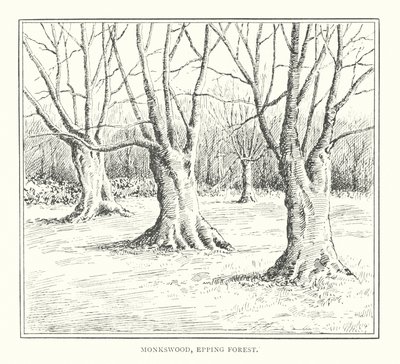 Monkswood, Epping Forest (litografi) av Duncan Moul