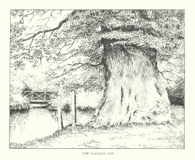 The Walkern Oak (litografi) av Duncan Moul