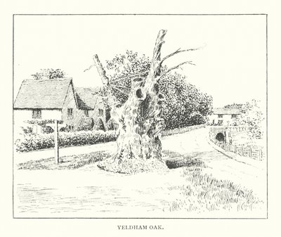 Yeldham Oak (litografi) av Duncan Moul