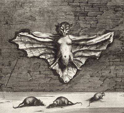 En fladdermus känd som en flygande katt, från Kina Illustrerad av Athanasius Kircher (1601-80) 1667 av Dutch School