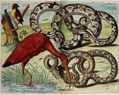 Fåglar och ormar, tavla 62, från "Den mest exakta beskrivningen av naturskatterna", 1734-1765 av Dutch School