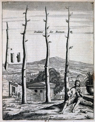 Fruktträd, från De Nederlandze Hesperides av Jan Commelin, publicerad 1676 av Dutch School