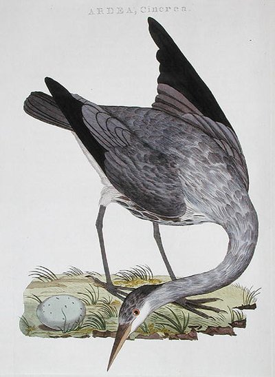 Heron, publicerad i Amsterdam av Dutch School