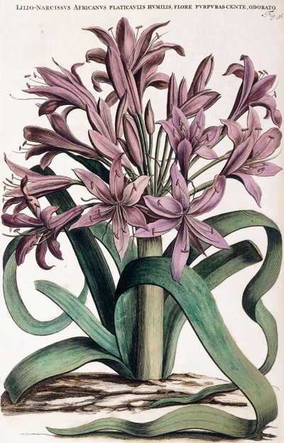 Lillio-Narcissus , 1697-1701 av Dutch School