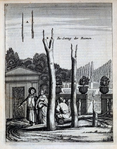 Lime and Orange Trees, från De Nederlandze Hesperides av Jan Commelin, publicerad 1676 av Dutch School