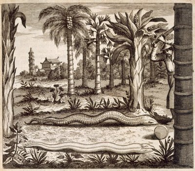 Stenormen, från Kina Illustrerad av Athanasius Kircher (1601-80) 1667 av Dutch School