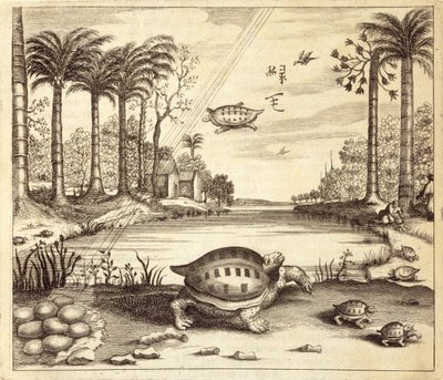 Sköldpaddsägg kläcks, från Kina Illustrerad av Athanasius Kircher (1601-80) 1667 av Dutch School