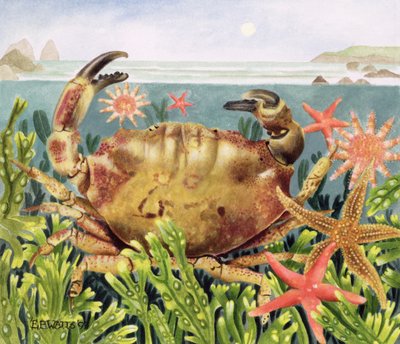 Furrowed Crab with Starfish Underwater, 1997 (akryl på papper) av E.B. Watts