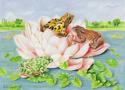 Näckros, 1998 (akryl på papper) av E.B. Watts