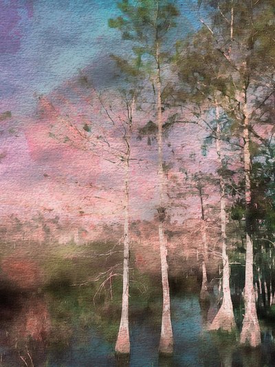 Rosa cypress i skymningen av EDUARDO LLERANDI