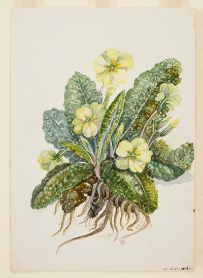Primula vulgaris Huds Primrose, c1920-talet. av EF Crowley