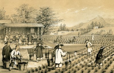 Kultur och beredning av te, Kina, 1847. av E Gilks