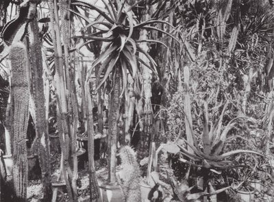 Kew Gardens, ca 1900 (svartvitt foto) av E. J. Wallis