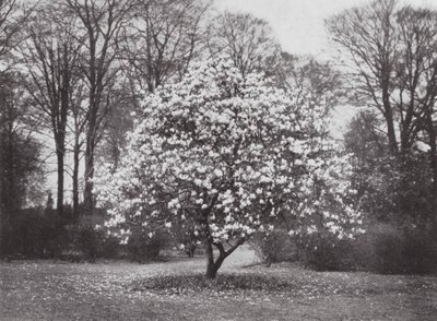 Kew Gardens, ca 1900 (svartvitt foto) av E. J. Wallis