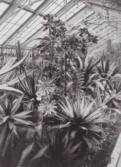 Kew Gardens, ca 1900 (svartvitt foto) av E. J. Wallis