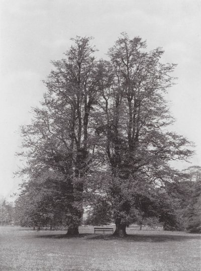 Kew Gardens, ca 1900 (svartvitt foto) av E. J. Wallis
