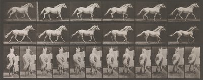 Djurrörelse. En elektrofotografisk undersökning av på varandra följande faser av djur ..., 1880-talet. av Eadweard Muybridge