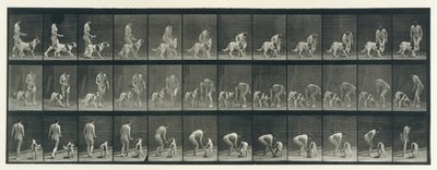 Djurrörelse. En elektrofotografisk undersökning av på varandra följande faser av djur ..., 1880-talet. av Eadweard Muybridge