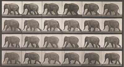 Djurrörelse. En elektrofotografisk undersökning av på varandra följande faser av djur ..., 1880-talet. av Eadweard Muybridge