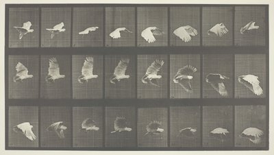 Djurrörelse, skylt 758, 1887. av Eadweard Muybridge