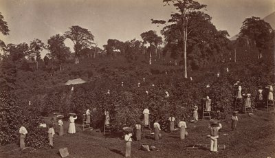 Coffee Harvesting, Las Nubes-Guatemala, 1875. av Eadweard Muybridge