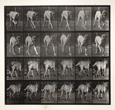 Skräcktrav, 1887. av Eadweard Muybridge