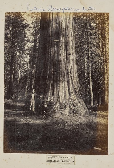 Mammoth Tree Grove, Calaveras County, Kalifornien. Abraham Lincoln. 320 meter högt, 54 meter i omkrets av Eadweard J. Muybridge