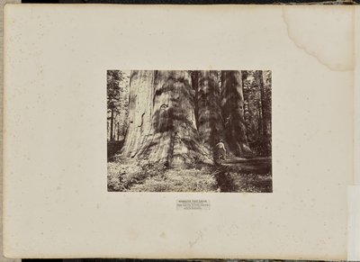 Mammoth Tree Grove, Calaveras County, Kalifornien. Häxgruppen från Salem. I genomsnitt 300 meter högt, 65 meter i omkrets av Eadweard J. Muybridge
