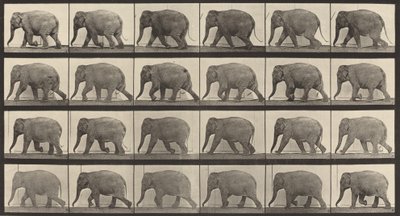 Plåt nummer 733. Elefantvandring, 1887. av Eadweard Muybridge
