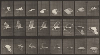 Plåt nummer 758. Kakaduaflygande, 1887. av Eadweard Muybridge