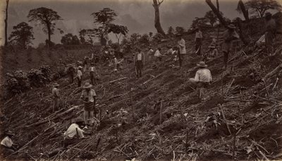 Att bygga ut en kaffeplantage i Antigua de Guatemala, 1875, publicerad 1877. av Eadweard Muybridge