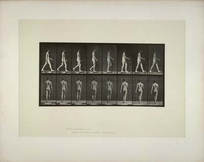 動物の移動: 男性の骨盤布、1887 年。スウェーデン語 av Eadweard Muybridge