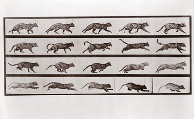 Cat Trav och galopp, Tallrik 717 från Animal Locomotion, 1887 av Eadweard Muybridge