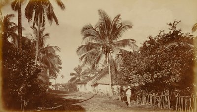 Kakaopalm - Retalhuleu, Guatemala av Eadweard Muybridge