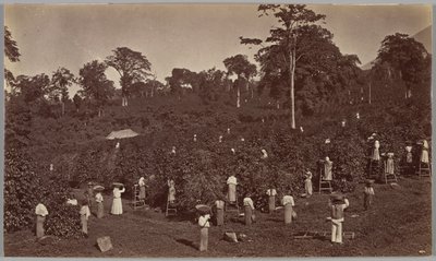  av Eadweard Muybridge