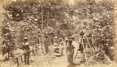 Kaffeskörd i San Isidro - höjd 1000 fot, Guatemala av Eadweard Muybridge