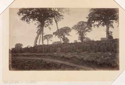 Kaffeplantage vid Las Nubes, Guatemala av Eadweard Muybridge