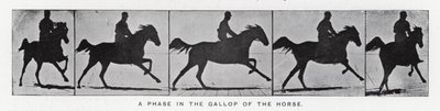 Eadweard Muybridge: En fas i hästens galopp (s/v foto) av Eadweard Muybridge