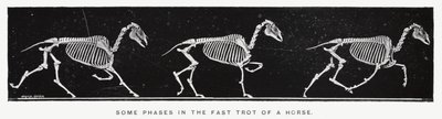 Eadweard Muybridge: Några faser i en hästs snabba trav (s/v foto) av Eadweard Muybridge