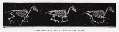 Eadweard Muybridge: Några faser i hästens galopp av Eadweard Muybridge