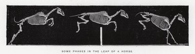 Eadweard Muybridge: Några faser i en hästs språng (s/v foto) av Eadweard Muybridge