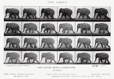 Eadweard Muybridge: The Amble (s/v foto) av Eadweard Muybridge