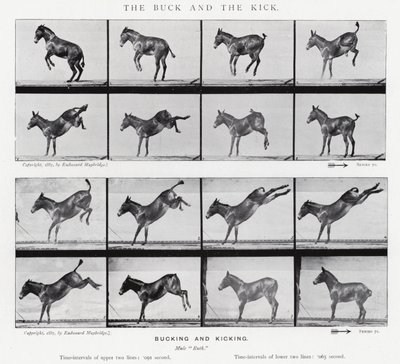 Eadweard Muybridge: The Buck and the Kick (s/v foto) av Eadweard Muybridge