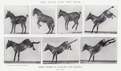 Eadweard Muybridge: The Buck and the Kick (s/v foto) av Eadweard Muybridge