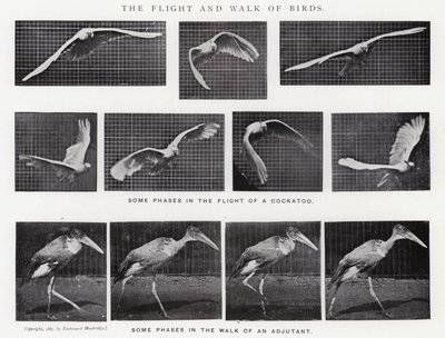 Eadweard Muybridge: The Flight and Walk of Birds (s/v foto) av Eadweard Muybridge
