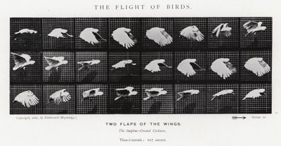 Eadweard Muybridge: The Flight of Birds (s/v foto) av Eadweard Muybridge
