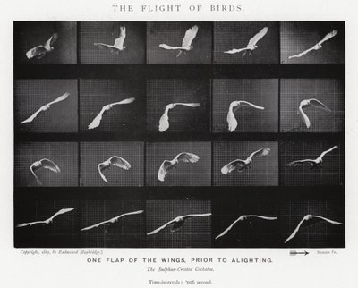 Eadweard Muybridge: The Flight of Birds (s/v foto) av Eadweard Muybridge