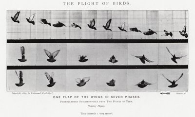 Eadweard Muybridge: The Flight of Birds (s/v foto) av Eadweard Muybridge