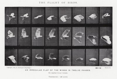 Eadweard Muybridge: The Flight of Birds (s/v foto) av Eadweard Muybridge
